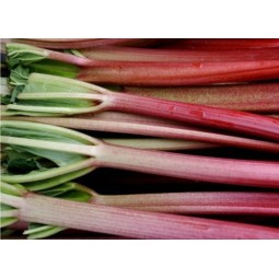 Rhubarbe 1kg