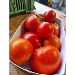Tomates à sauce (5kg)