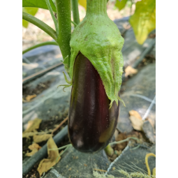 Aubergine (pièce)