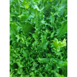 Scarole frisée, la pièce