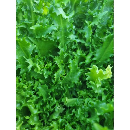 Scarole frisée, la pièce