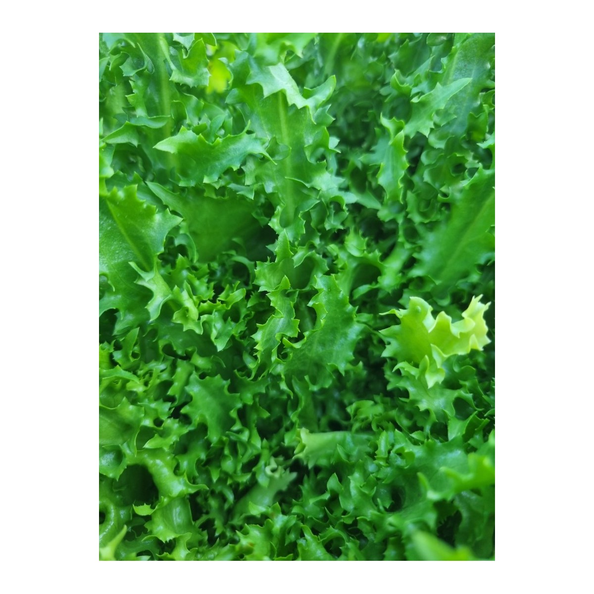 Scarole frisée, la pièce