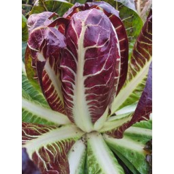 Chicorée rouge (min. 300g)
