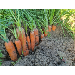 Carottes en bottes