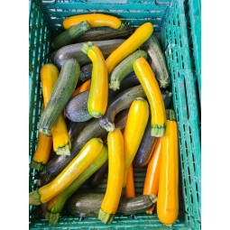 Courgettes (pièce)