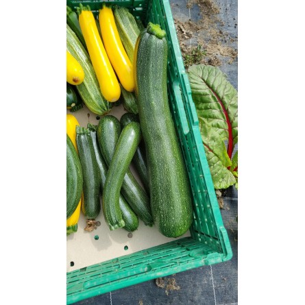 Courgettes déclassées (1.5kg)