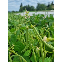 Haricots nain (400 g)