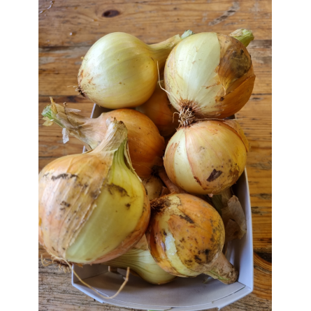 Oignons jaunes (kg)