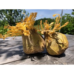 Rutabaga 1kg