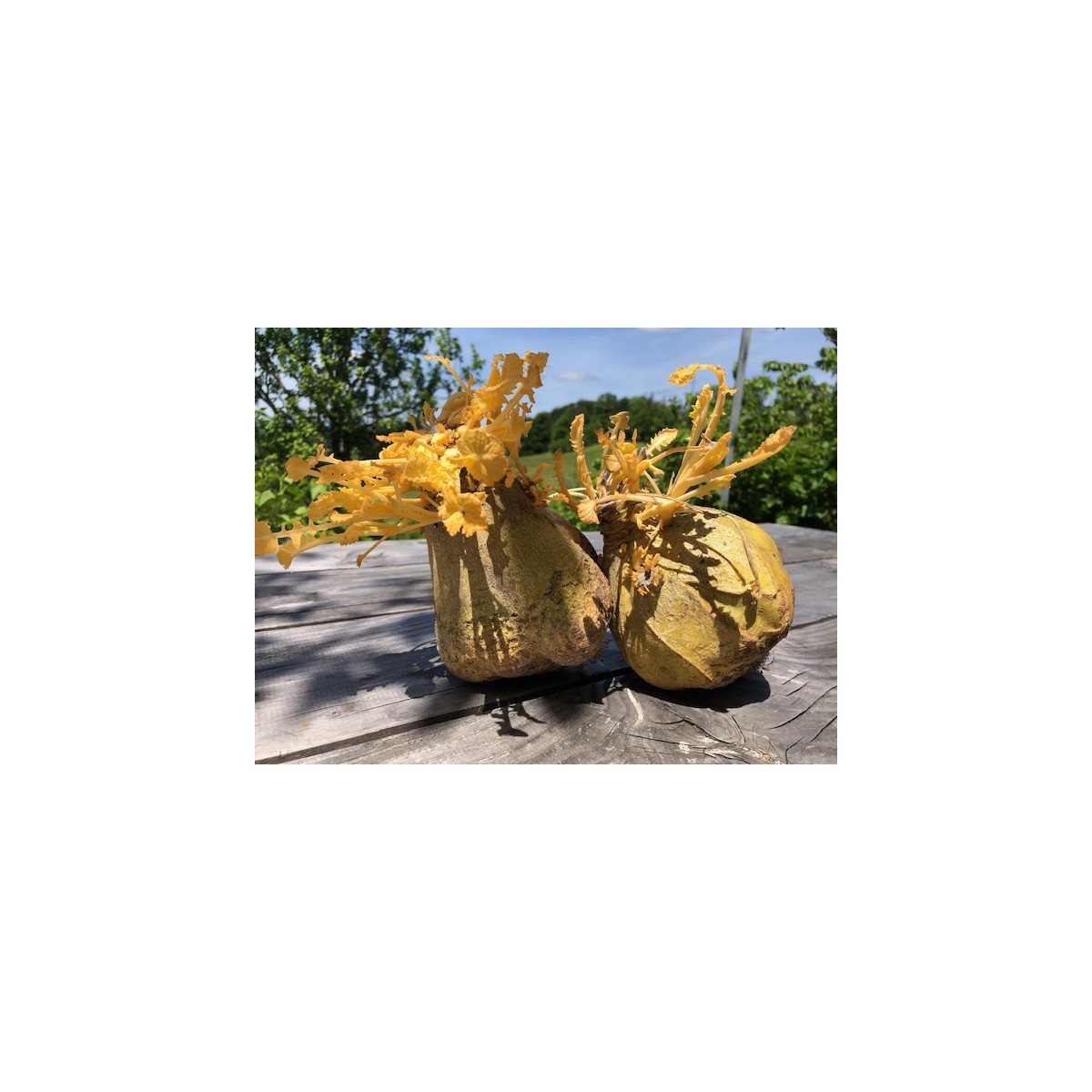 Rutabaga 1kg