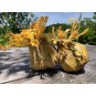 Rutabaga 1kg